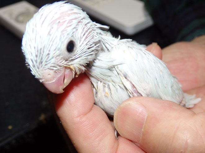 福岡県手乗りインコ小鳥販売店ペットミッキン　手乗り珍しい色のマメルリハインコのヒナが仲間入りしました。