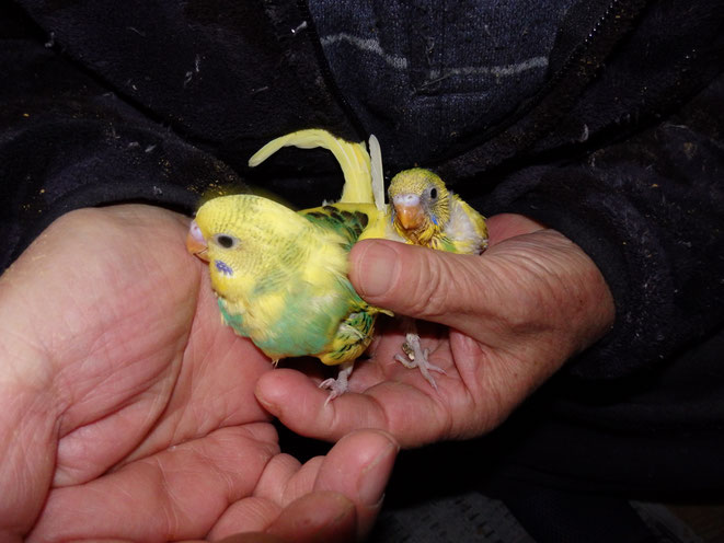 福岡県手乗りインコ小鳥販売店ペットミッキン　手乗りセキセイインコのヒナが仲間入りしました。