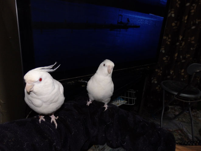 平性29年2月6日 ピュアホワイト手乗りオカメインコが福岡市の福岡空港よりペットミッキンに参上しました。