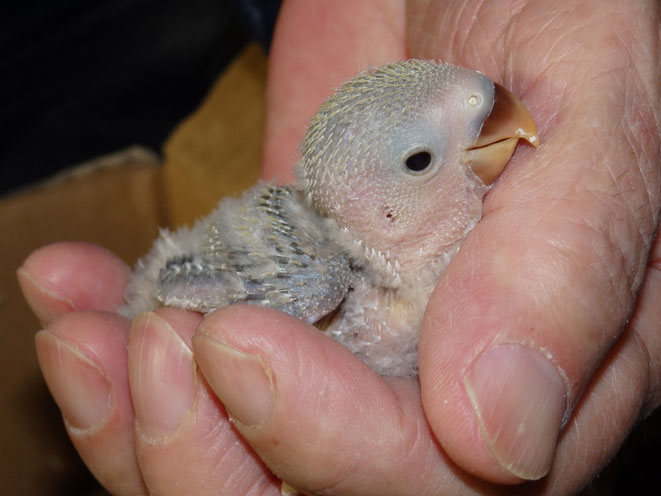 福岡県手乗りインコ小鳥販売店ペットミッキン 手乗りコザクラインコのヒナが仲間入りしました。