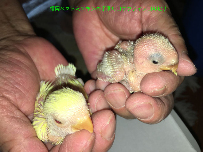 福岡県手乗りインコ小鳥販売店ペットミッキンに手乗りコザクラインコのヒナが仲間入りしました。