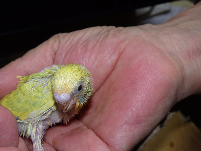 かわいい手乗り白文鳥のヒナと手乗りウロコインコのヒナ、手乗りセキセイインコのヒナ、手乗りコザクラインコが仲間入りしました。