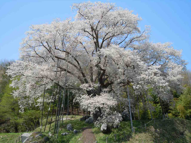 古殿町 越代の桜