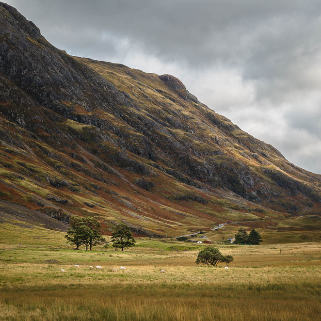 Die Landschaft Highlands in Schottland mit kargen Bäumen und Schafen