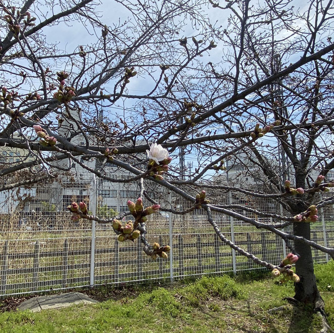 近鉄八木駅近くの内膳さくら公園の開花