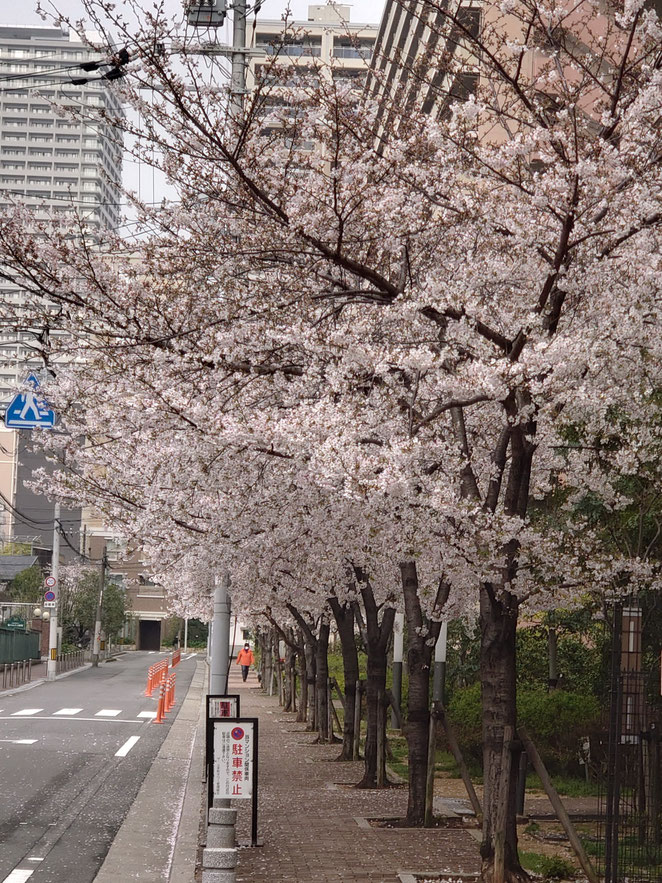 満開の桜