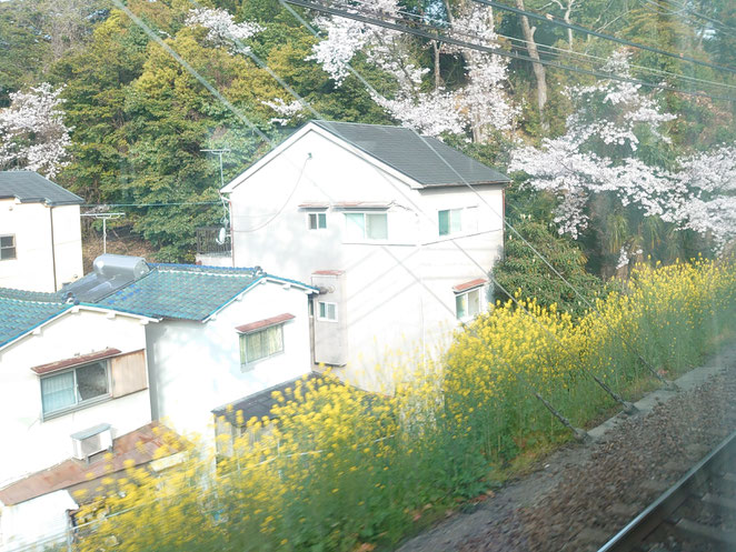 車窓からの桜と菜の花