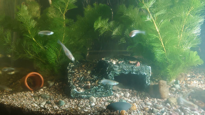 メダカの水槽