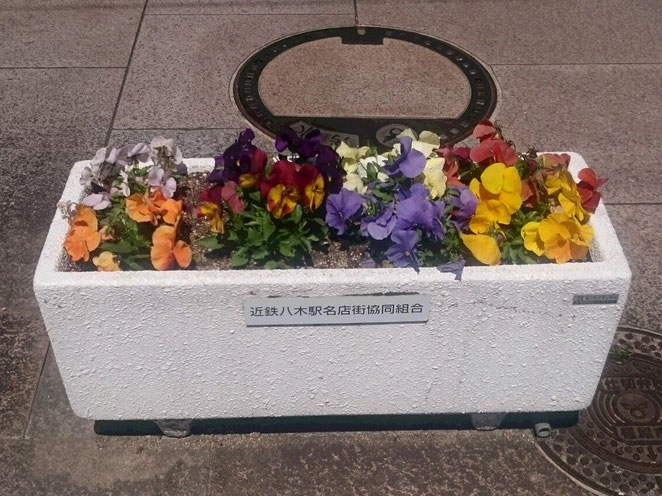 近鉄八木駅前プランターのパンジー