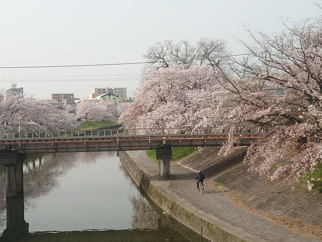 高田川の桜