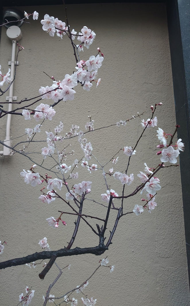 八分咲きの桜