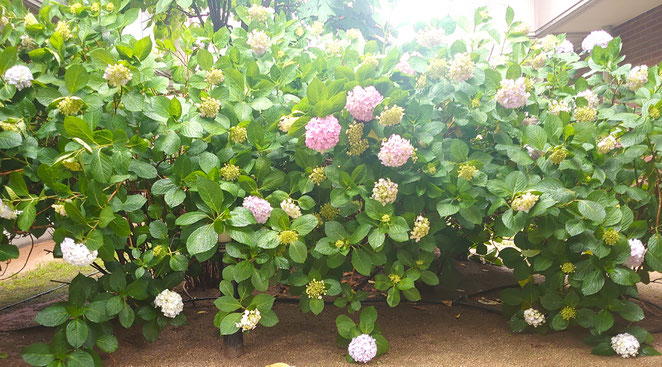 我が家のマンション敷地の紫陽花