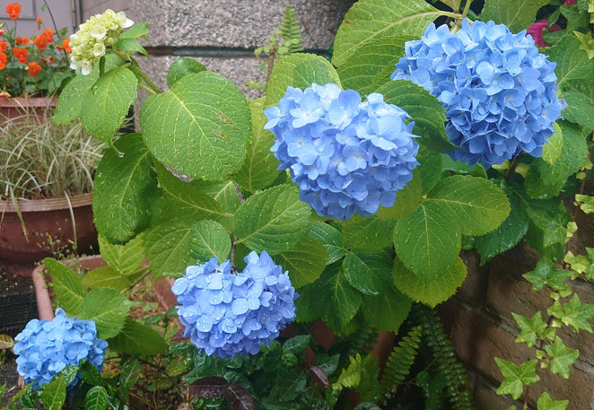 なら法律事務所の在るセレーノビルの紫陽花
