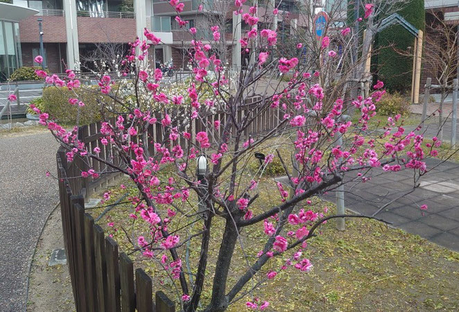 まもなく満開の紅梅