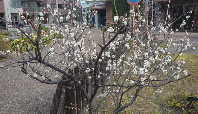 まもなく満開の白梅