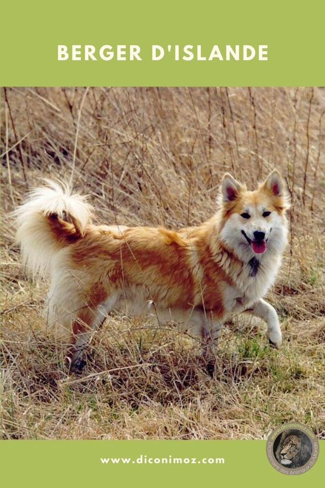 berger d'islande fiche identité chien animaux caractère santé poil origine comportement