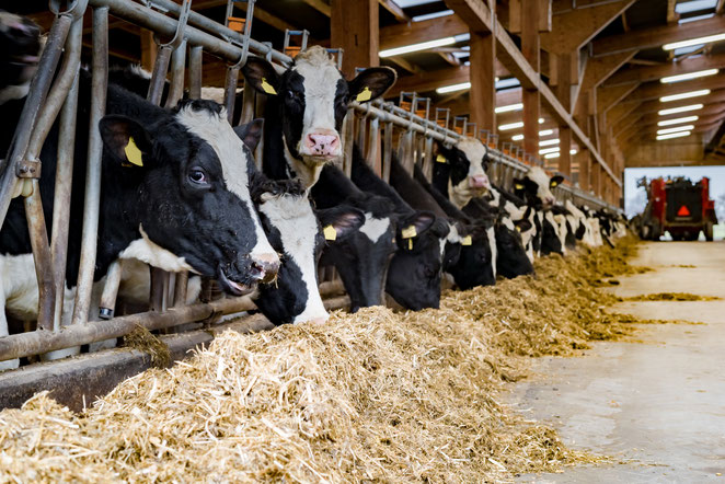 Beleuchtung für Tierhaltung geeignet