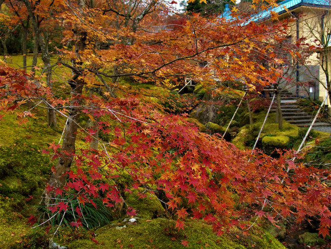 あじさい鍼灸マッサージ治療院　箱根美術館　紅葉と展示棟