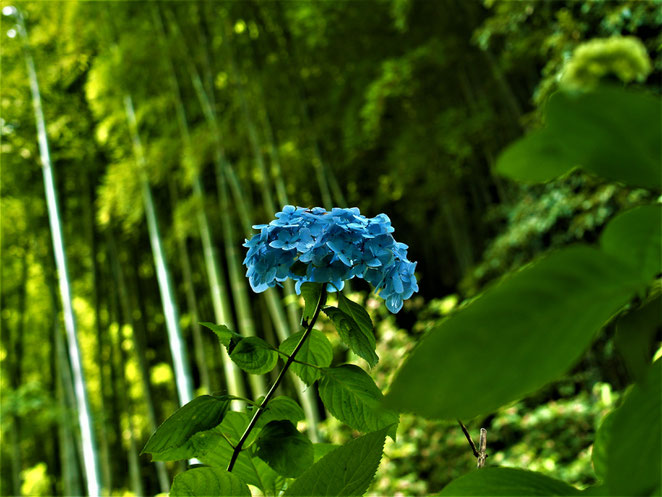 あじさい鍼灸マッサージ治療院　明月院の紫陽花