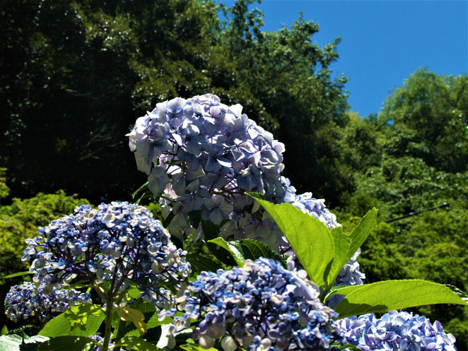 あじさい鍼灸マッサージ治療院　紫陽花