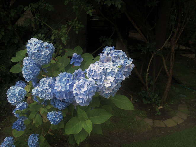 あじさい鍼灸マッサージ治療院　紫陽花