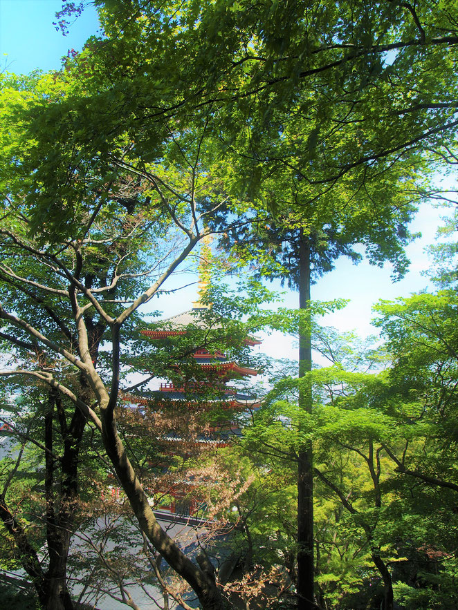 あじさい鍼灸マッサージ治療院　高幡不動　山を下ると五重塔が