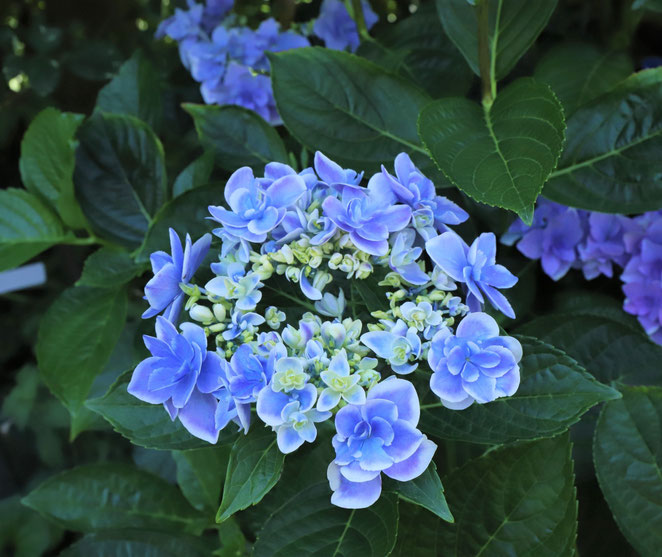 あじさい鍼灸マッサージ治療院　淡い色の紫陽花