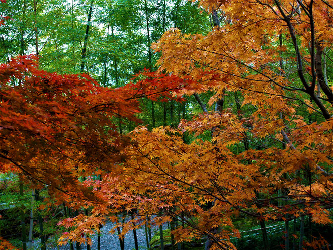 あじさい鍼灸マッサージ治療院　箱根美術館の庭園　竹と紅葉