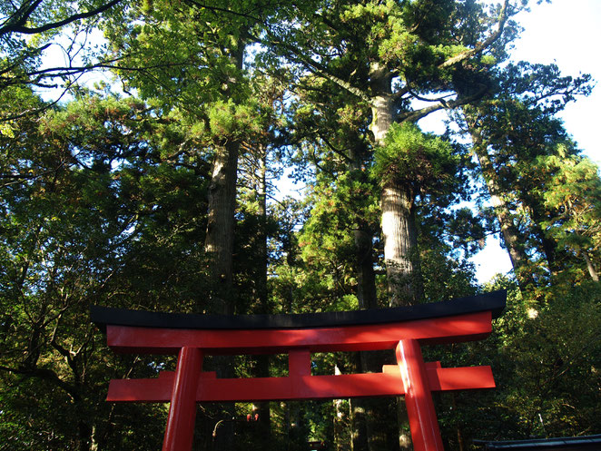 あじさい鍼灸マッサージ治療院　箱根神社の鳥居