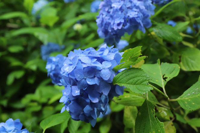 あじさい鍼灸マッサージ治療院　ガラスの森美術館の紫陽花