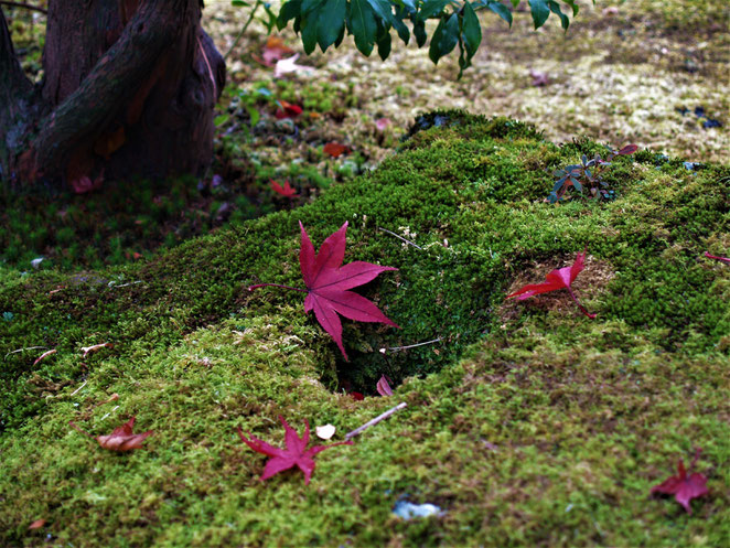 あじさい鍼灸マッサージ治療院　箱根美術館の庭園　紅葉と苔のコントラスト