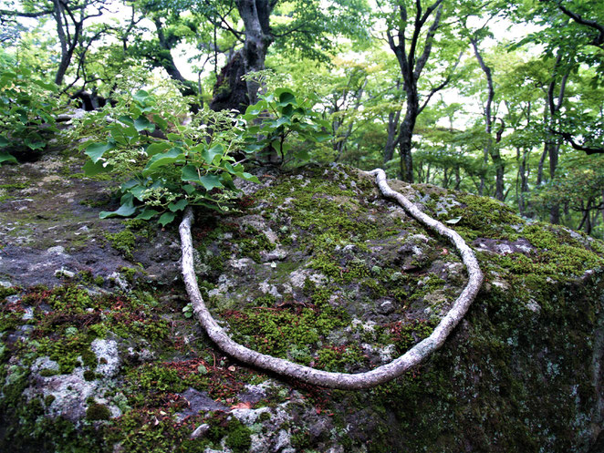 あじさい鍼灸マッサージ治療院　箱根美術館の庭園　自然が造る造形