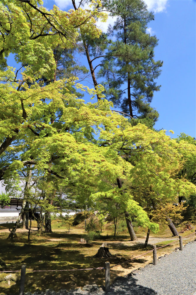 あじさい鍼灸マッサージ治療院　南禅寺の境内