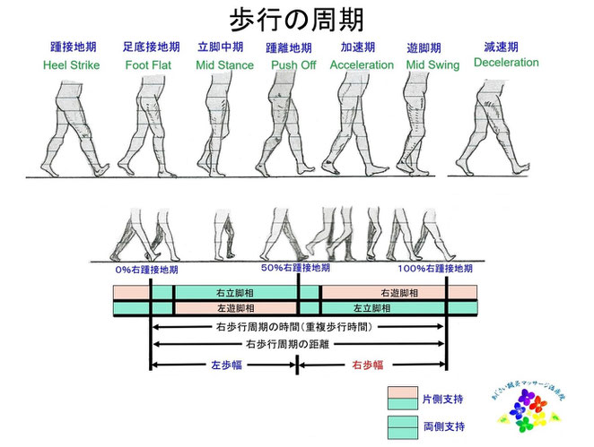 あじさい鍼灸マッサージ治療院　歩行周期