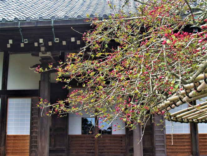 あじさい鍼灸マッサージ治療院　光則寺本殿