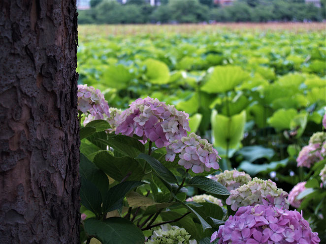 あじさい鍼灸マッサージ治療院　不忍池の紫陽花