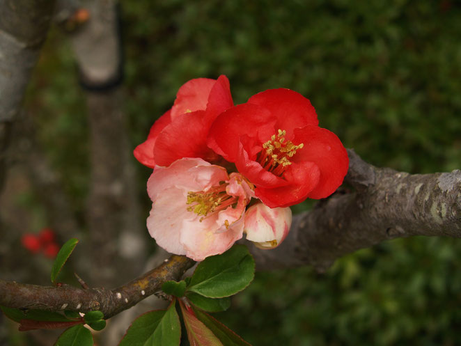 あじさい鍼灸マッサージ治療院　２色の花びら