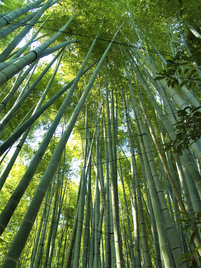 あじさい鍼灸マッサージ治療院　報国寺の竹林