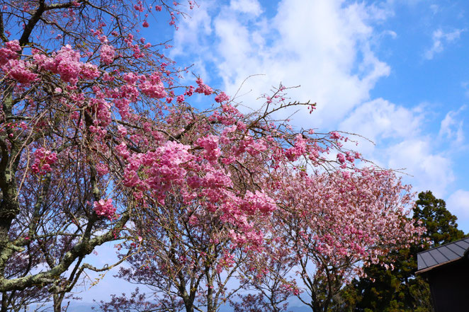 あじさい鍼灸マッサージ治療院　京都比叡山の桜