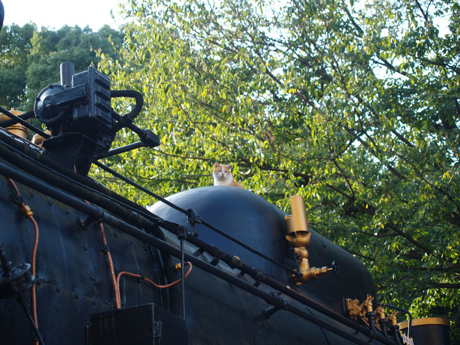 上野　蒸気機関車に乗る猫