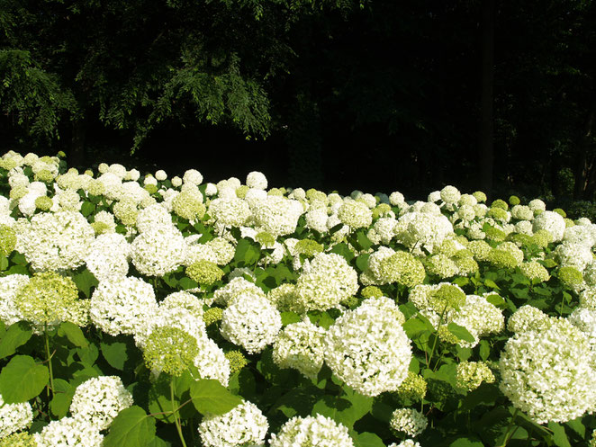 あじさい鍼灸マッサージ治療院　相模原北公園の紫陽花