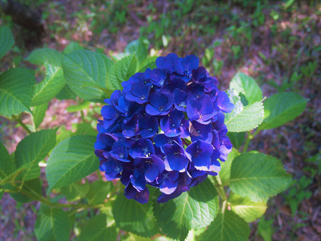 あじさい鍼灸マッサージ治療院　紫陽花の写真