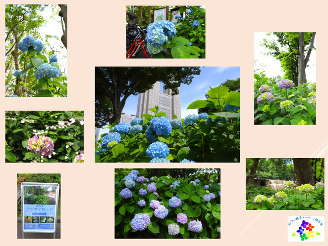 あじさい鍼灸マッサージ治療院　紫陽花の名所　新宿中央公園