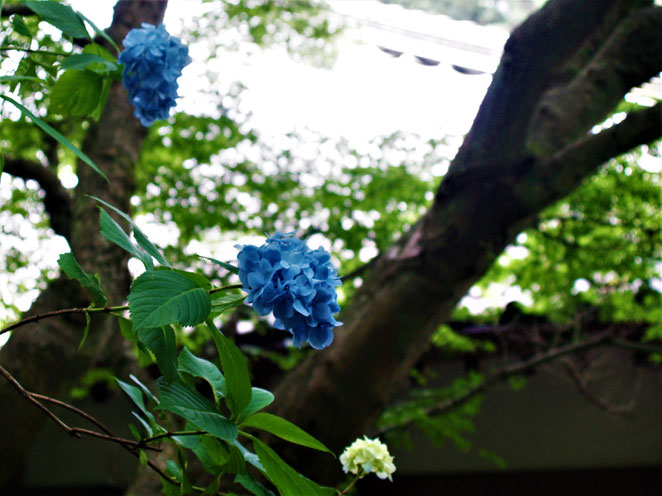 あじさい鍼灸マッサージ治療院　紫陽花の花