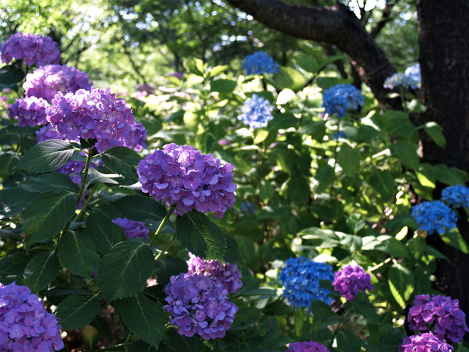 あじさい鍼灸マッサージ治療院　相模原北公園の紫陽花