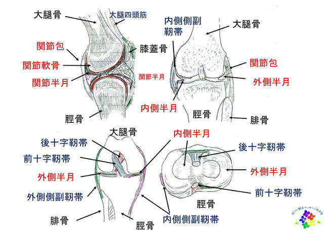 あじさい鍼灸マッサージ治療院　膝の解説図