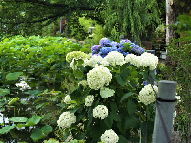 あじさい鍼灸マッサージ治療院　不忍池の紫陽花