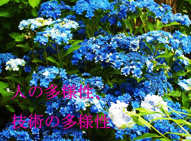 あじさい鍼灸マッサージ治療院　紫陽花の色のように多様性がある