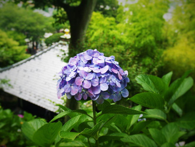 鎌倉長谷寺の紫陽花。