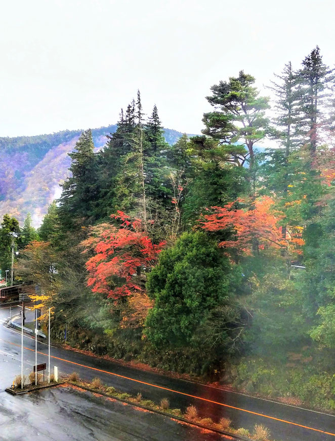 あじさい鍼灸マッサージ治療院　ユネッサン前の紅葉